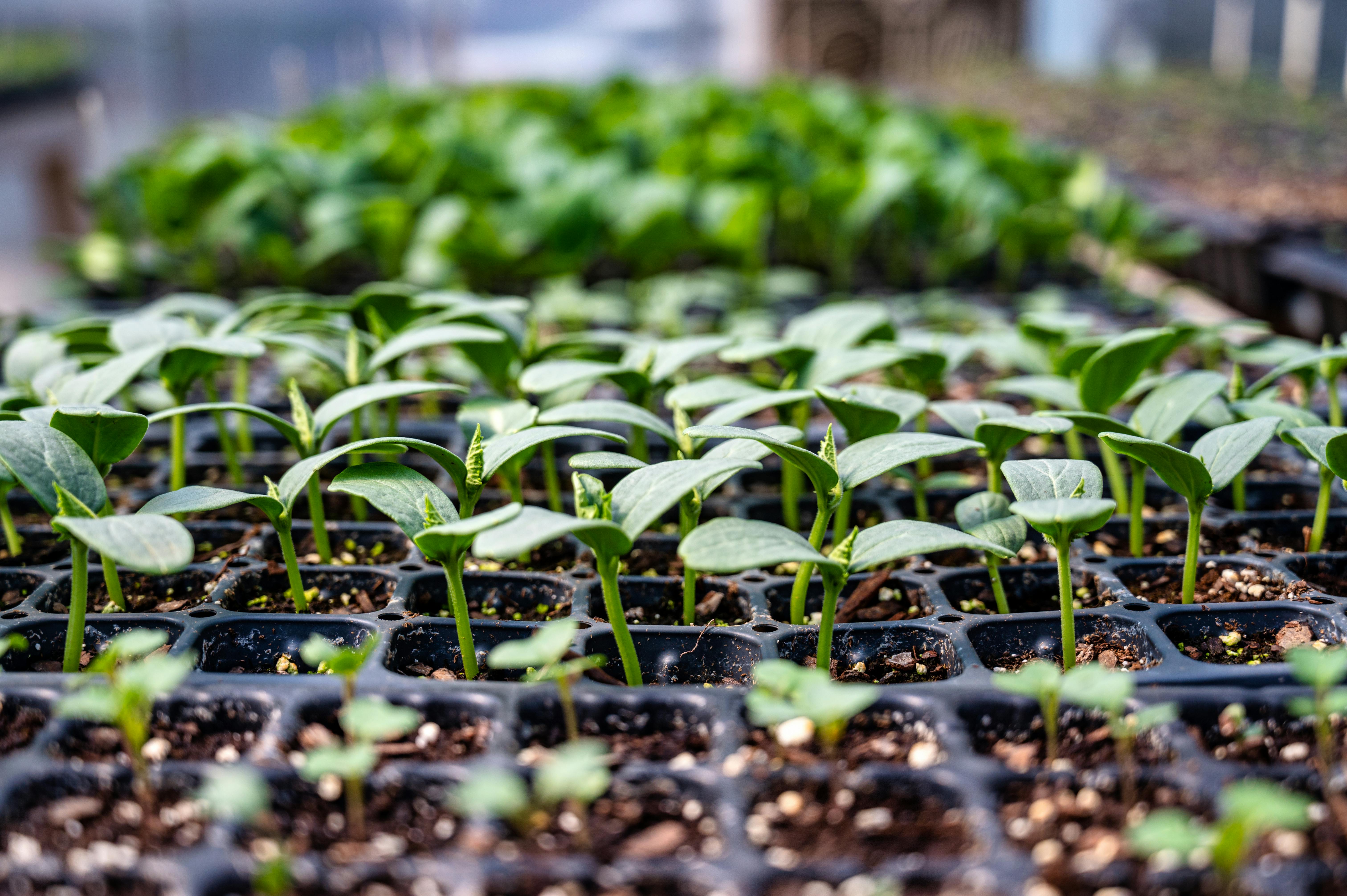 Jeunes pousses de laitue et de basilic sur un plateau de germination hydroponique en intérieur