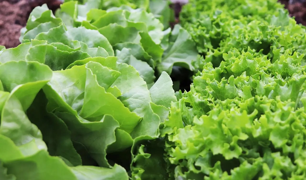 Laitue hydroponique compacte et saine dans un petit système intérieur