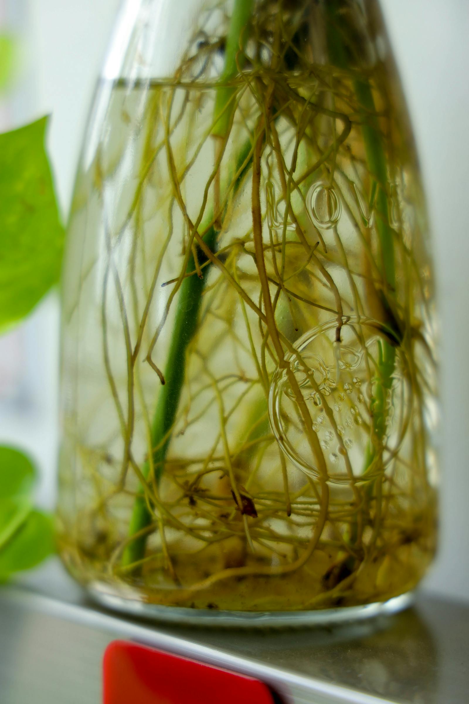 Racines visibles dans un vase d’eau pour illustrer le renouvellement de l’eau en hydroponie