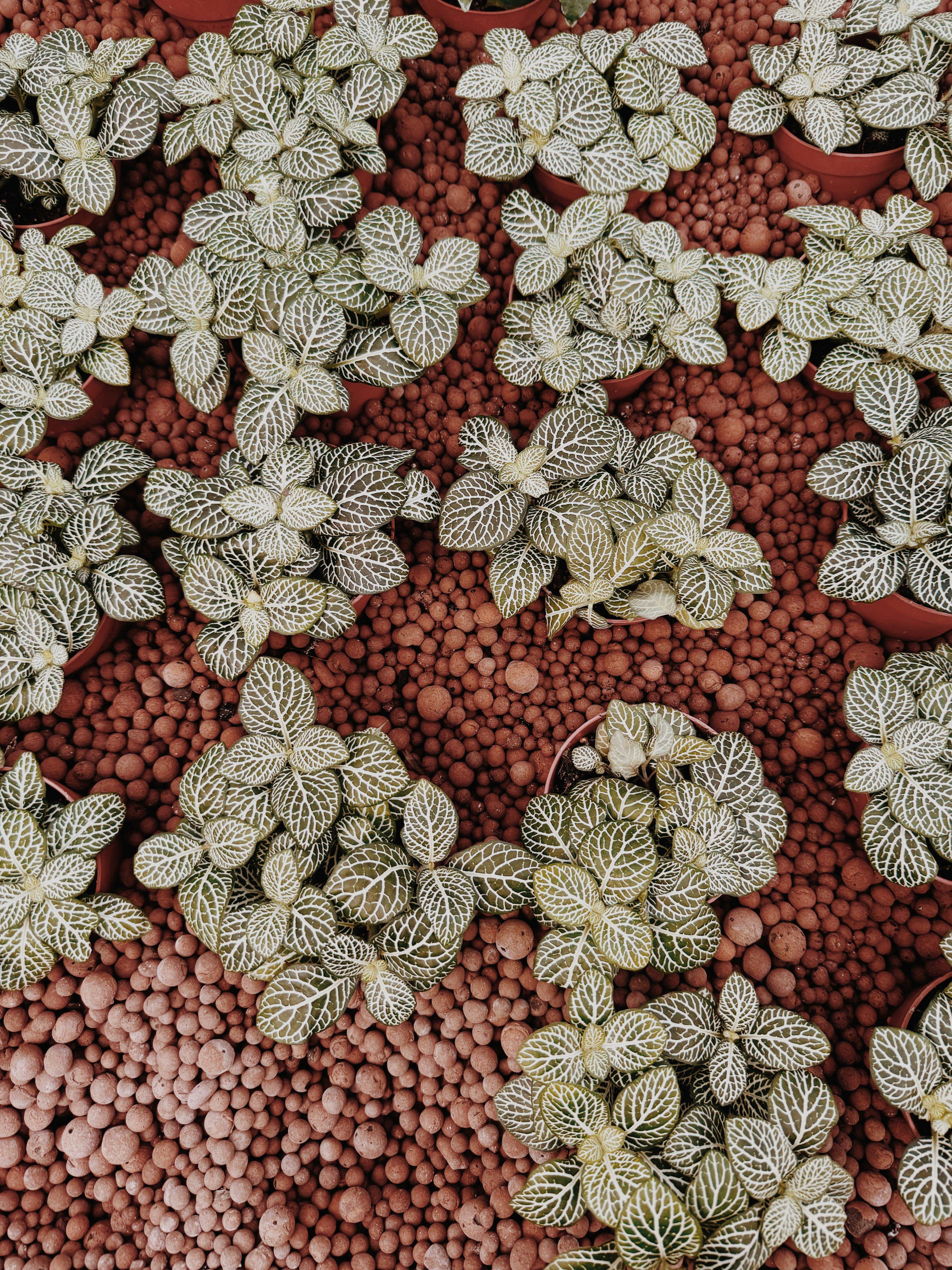 Plantes d’intérieur posées sur des billes d’argile, pour illustrer les substrats hydroponiques